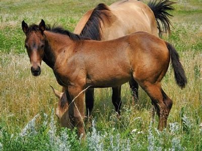 Whiskey Up Earth JW <BR>AQHA 6370875